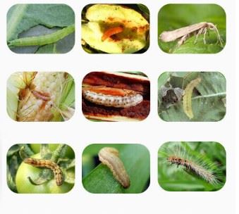 Control pests